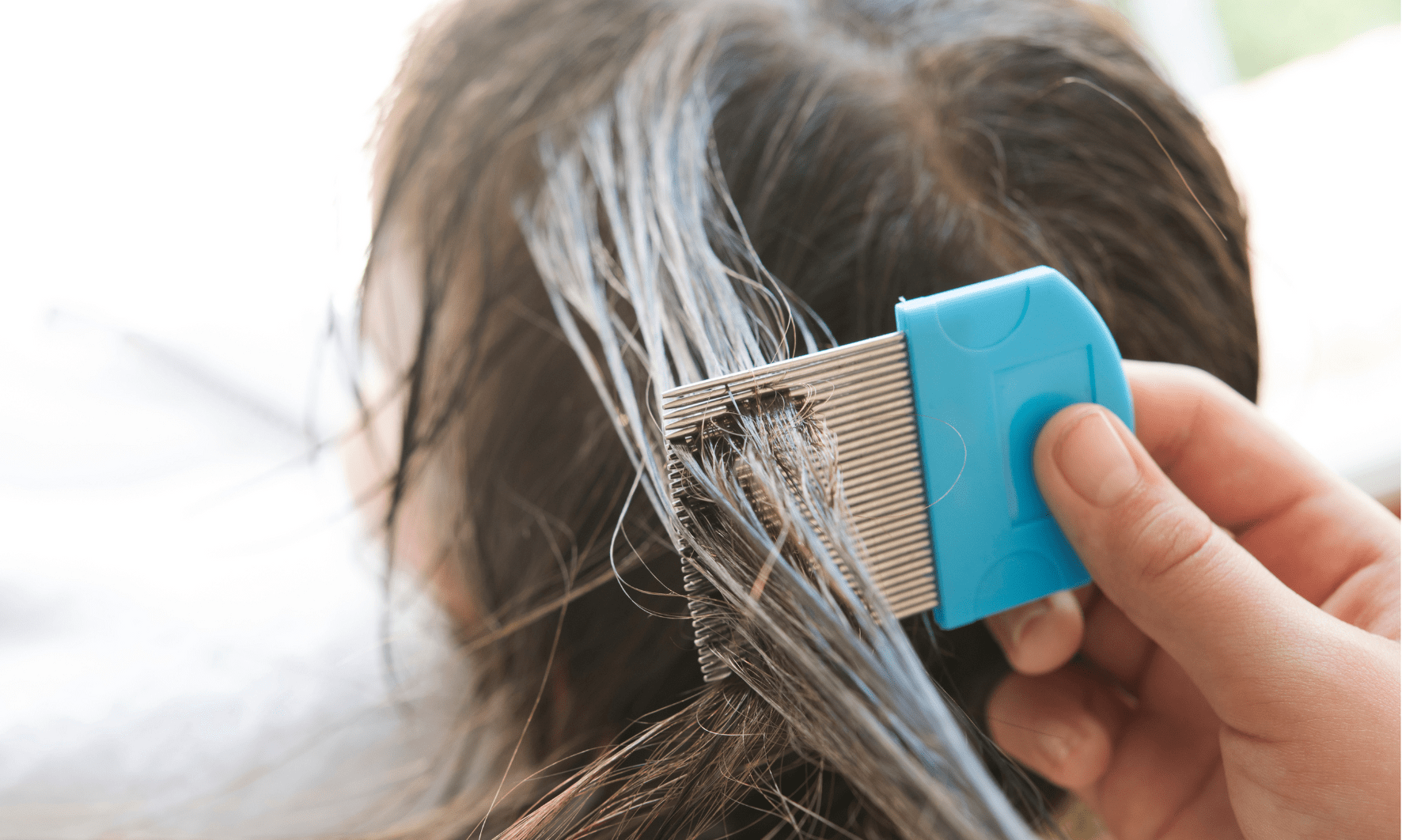 Treat Head Lice in Inverness Dalneigh Pharmacy